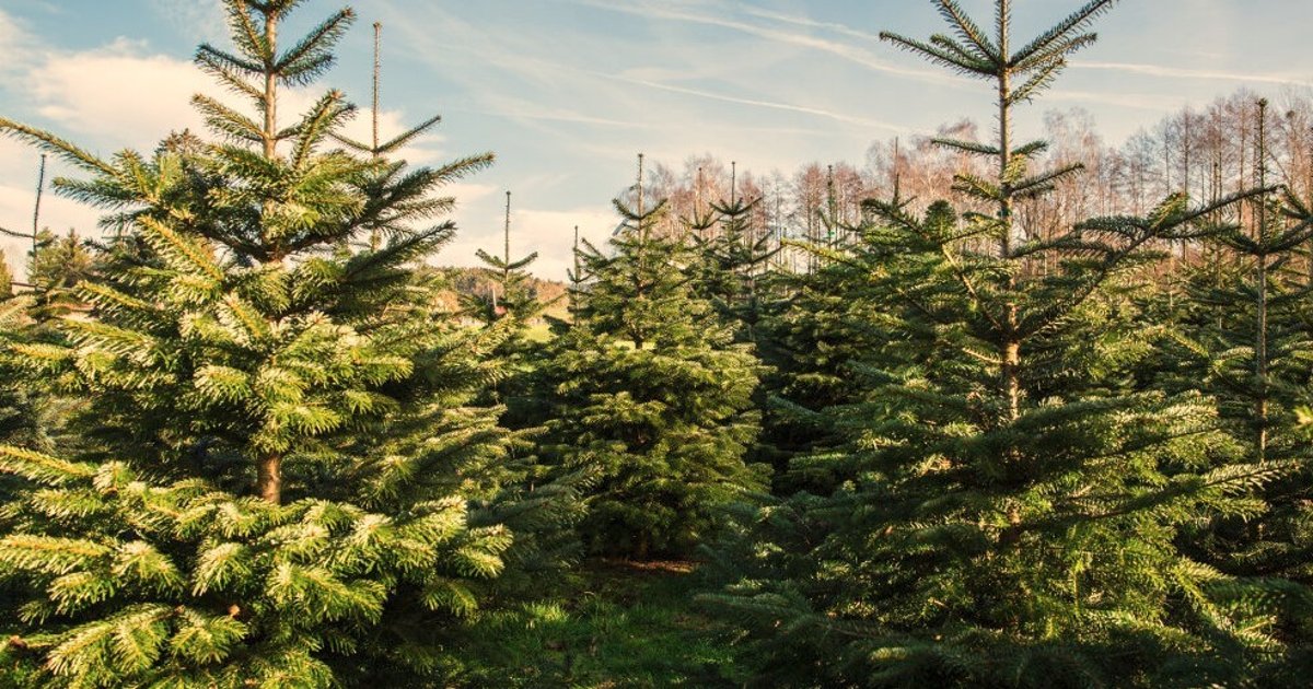 Weihnachtsbaumverkauf der Gemeinde Selters (Taunus) Gemeinde Selters